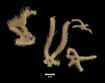 Media type: image;   Invertebrate Zoology OPH-3234 Description: Bottom of 4 brittle stars with mouth visible.;  Aspect: ventral